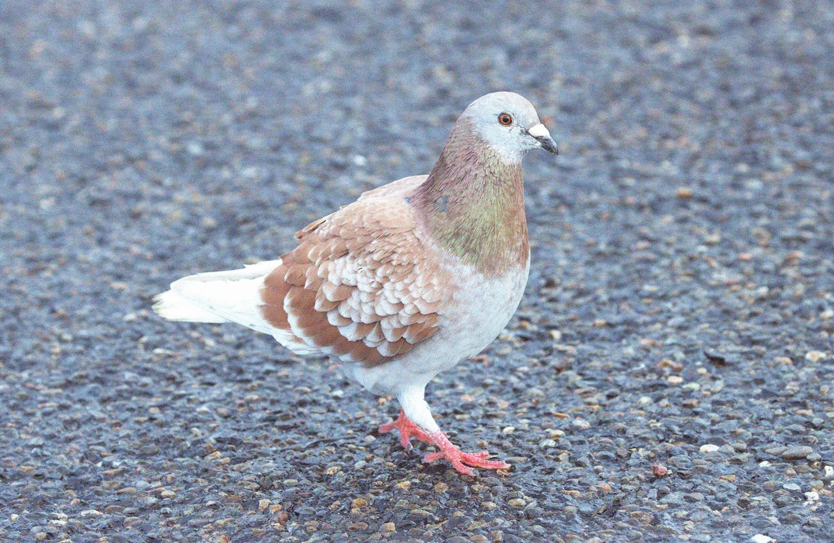 Felsentaube (Straßentaube) - ML644640854