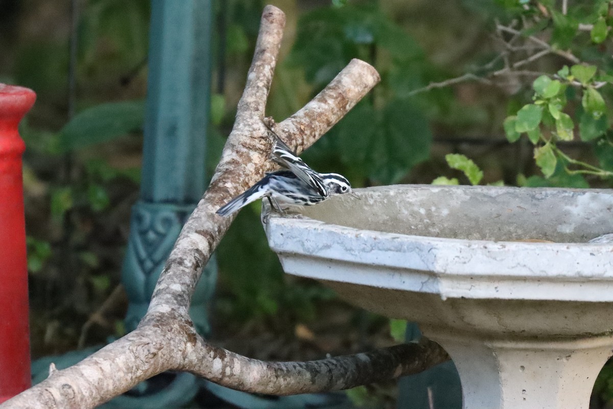 Black-and-white Warbler - ML644640856