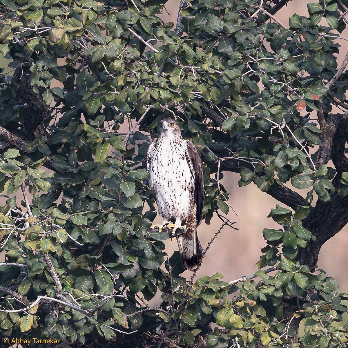 Habichtsadler - ML644640862