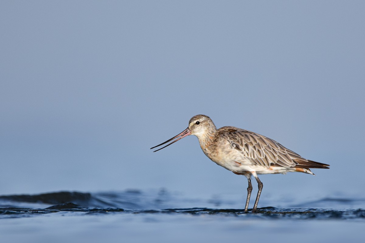 lappspove - ML644640866