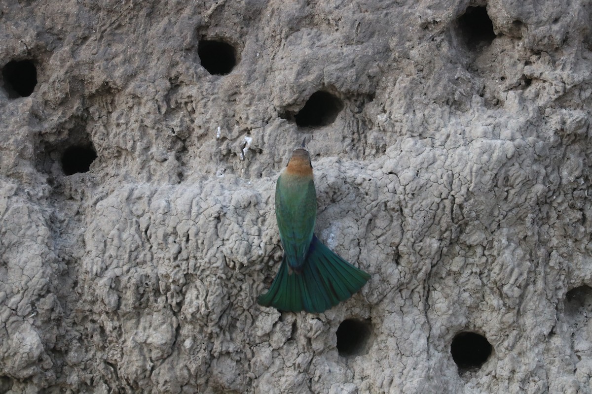 hvitpannebieter - ML644640868