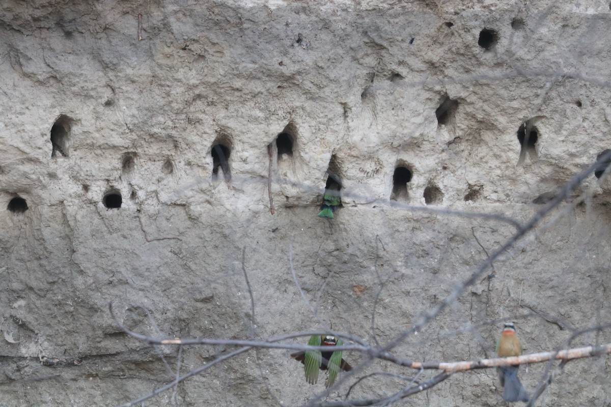 hvitpannebieter - ML644640870