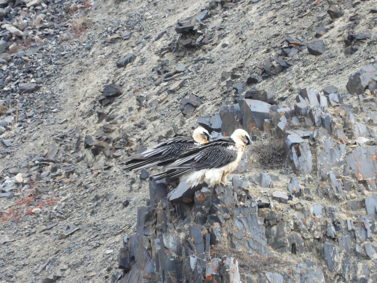 lammegribb - ML644640871