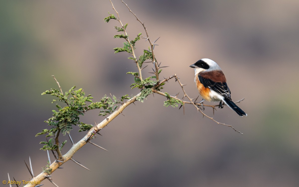 indiavarsler - ML644640872