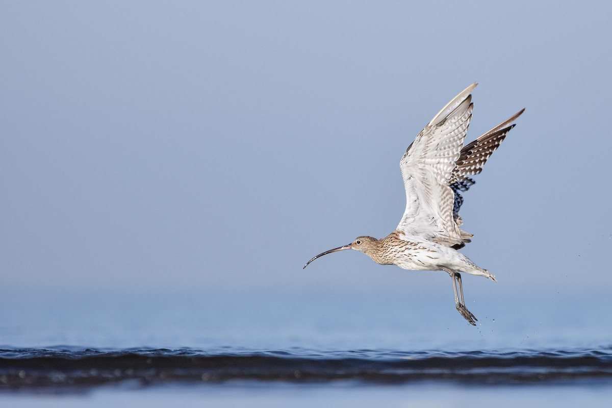 storspove - ML644640873