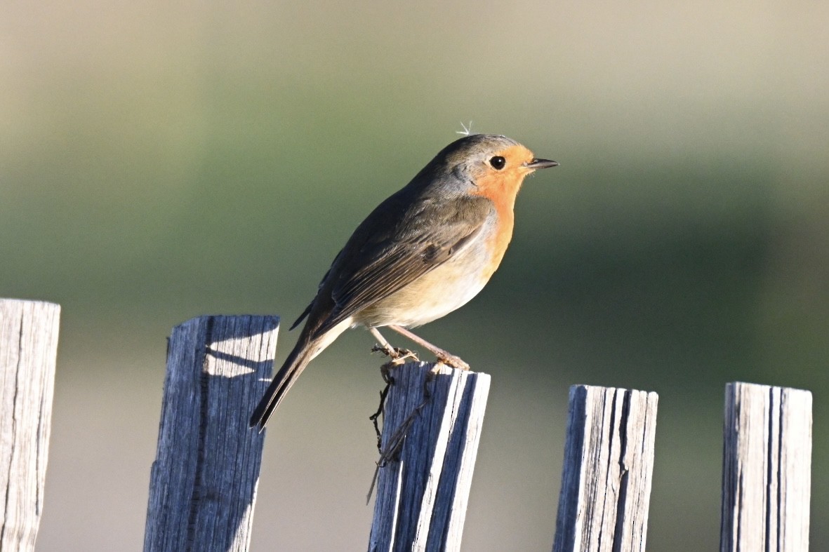 rødstrupe - ML644640874