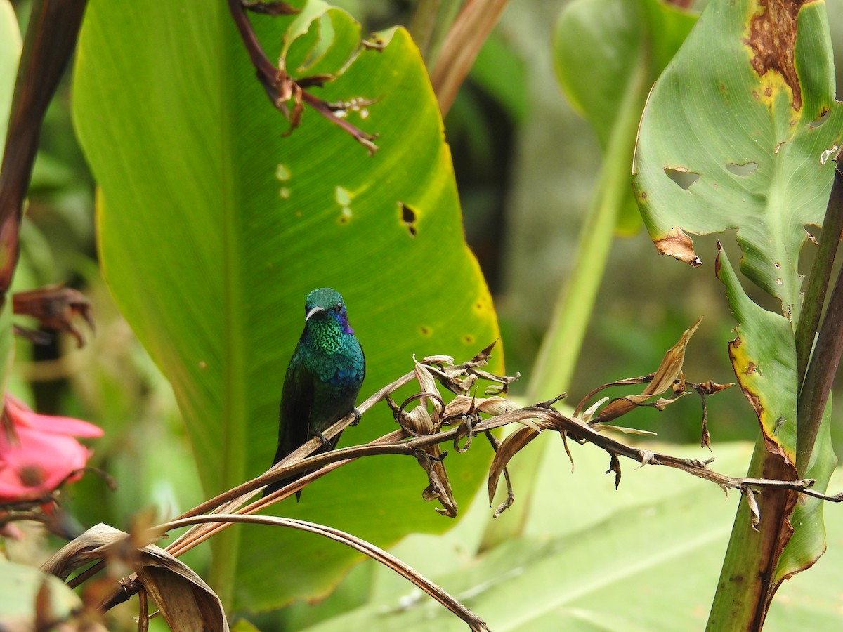 blåørekolibri - ML644640876