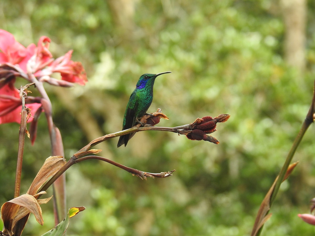 blåørekolibri - ML644640877