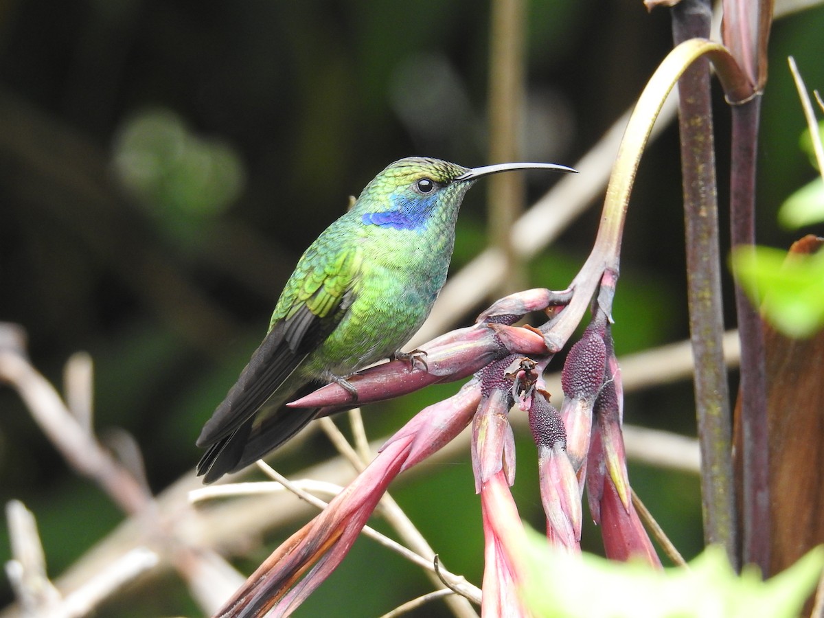 blåørekolibri - ML644640878
