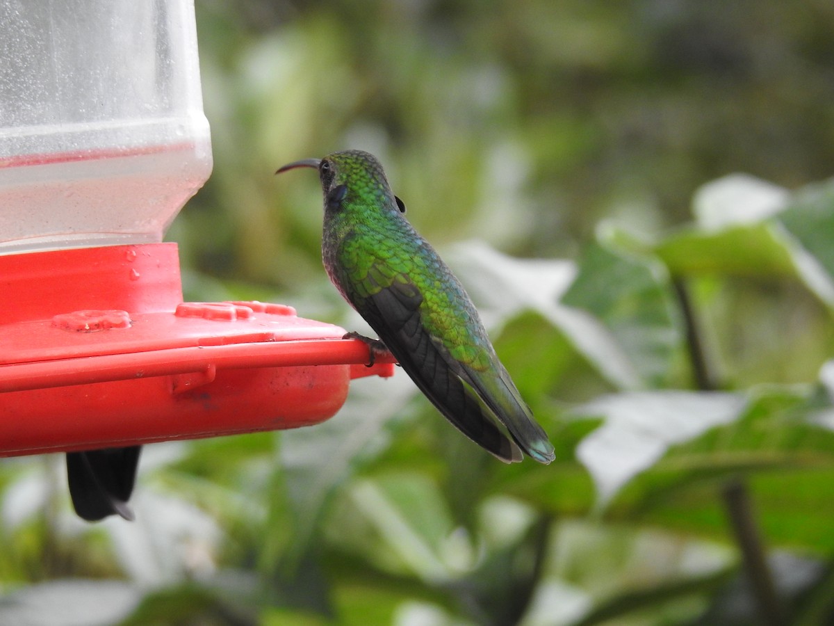 blåørekolibri - ML644640879