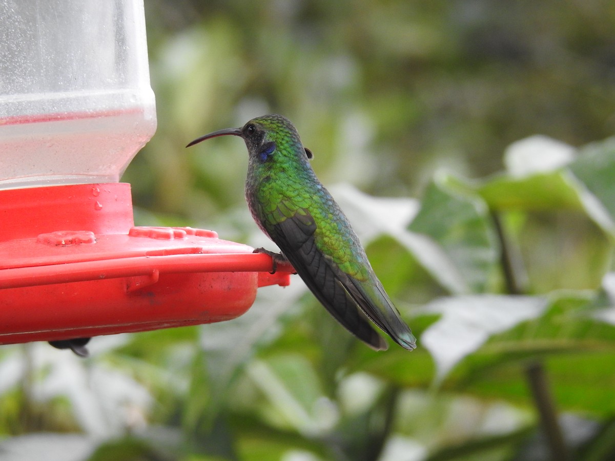 blåørekolibri - ML644640880