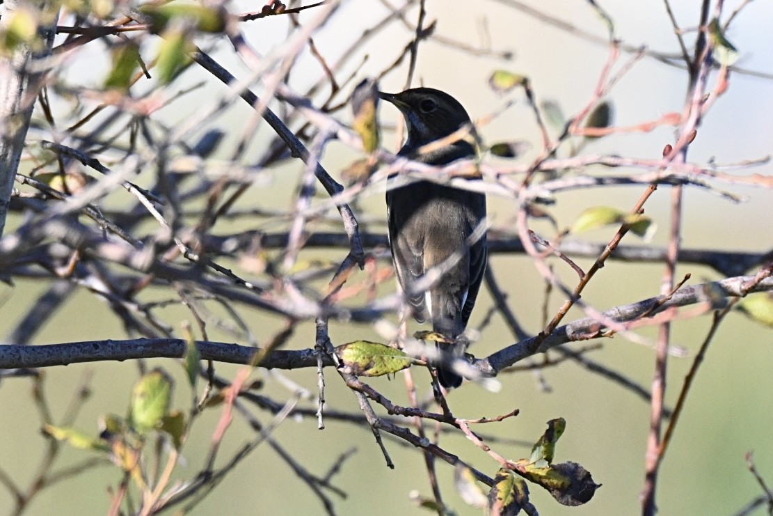 blåstrupe - ML644640881