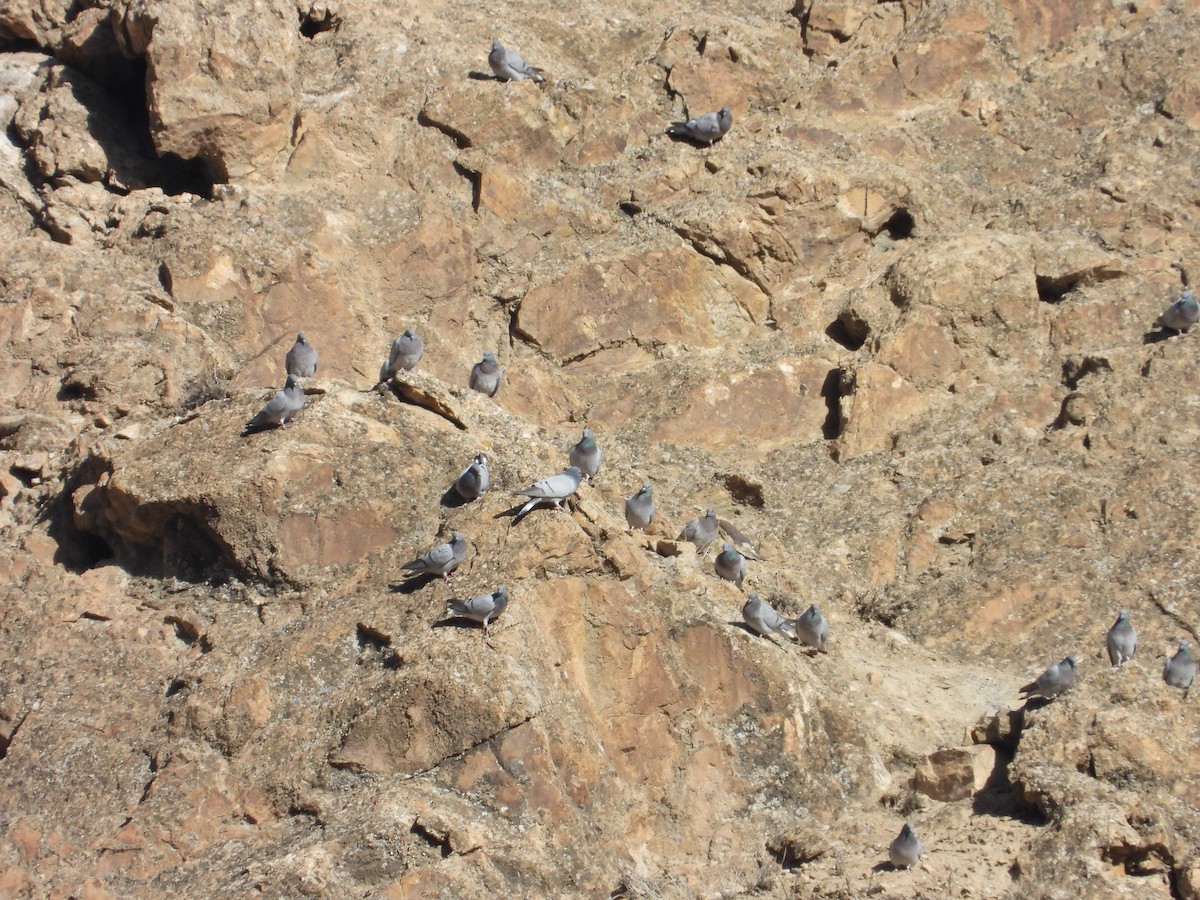 steindue - ML644640882