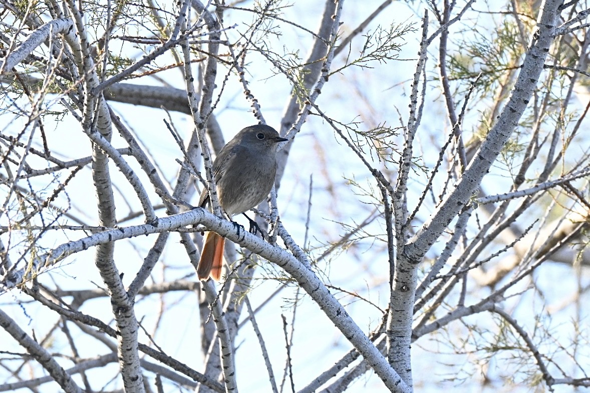 svartrødstjert - ML644640886