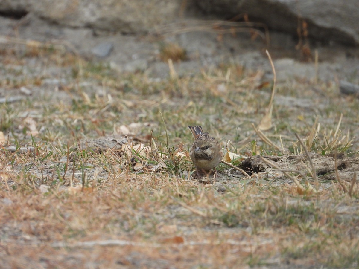 kalkhettespurv - ML644640887