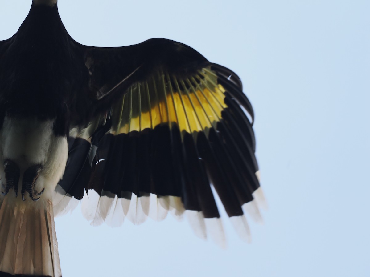 storhornfugl - ML644640888