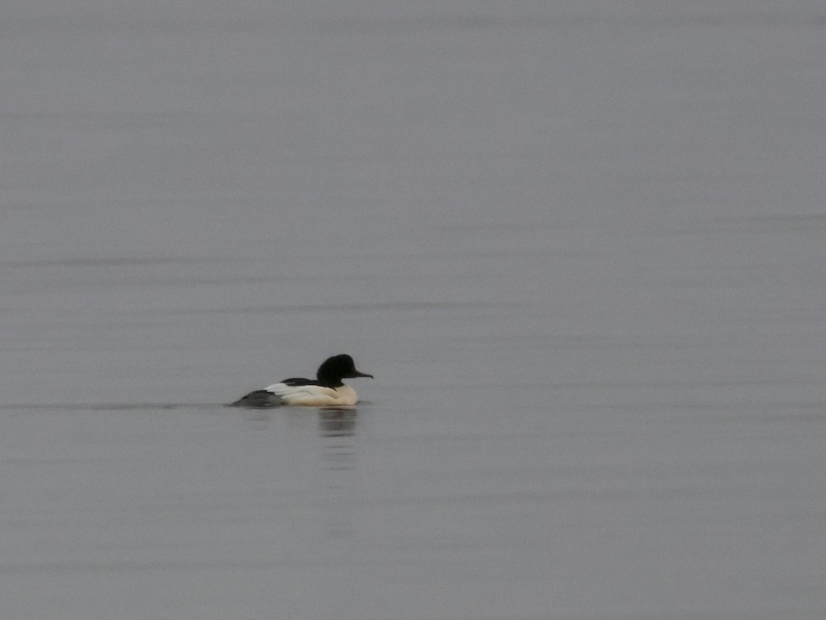 laksand (merganser/orientalis) - ML644640890