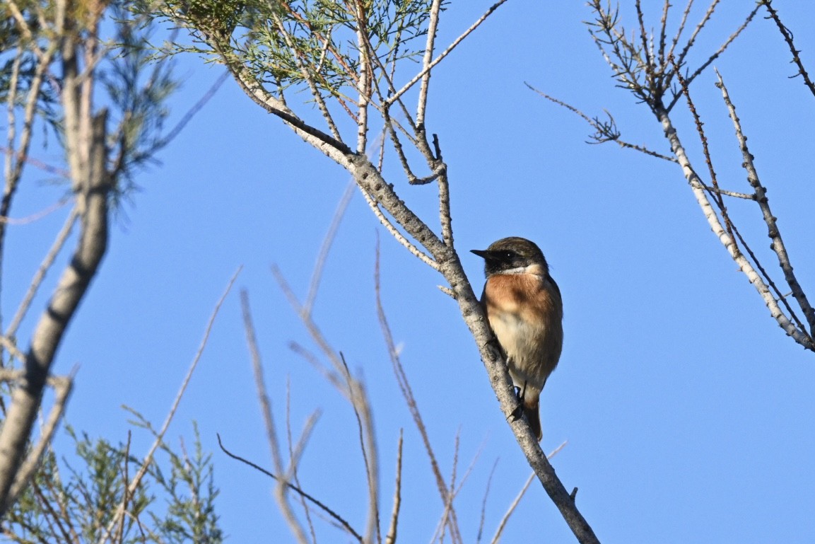 svartstrupe - ML644640892