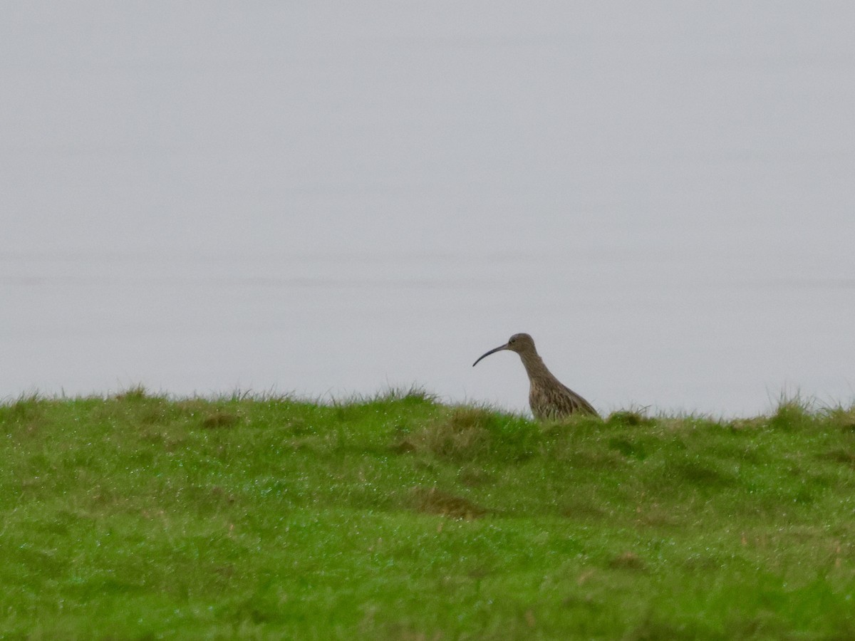 storspove - ML644640897