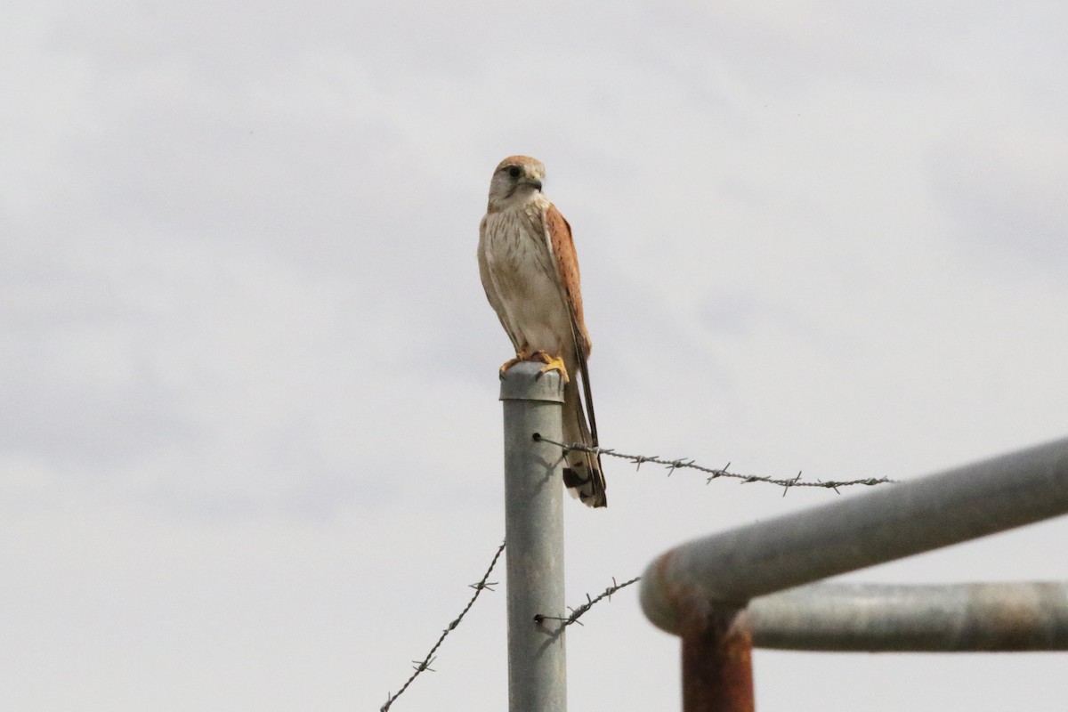 Graubartfalke - ML644640901