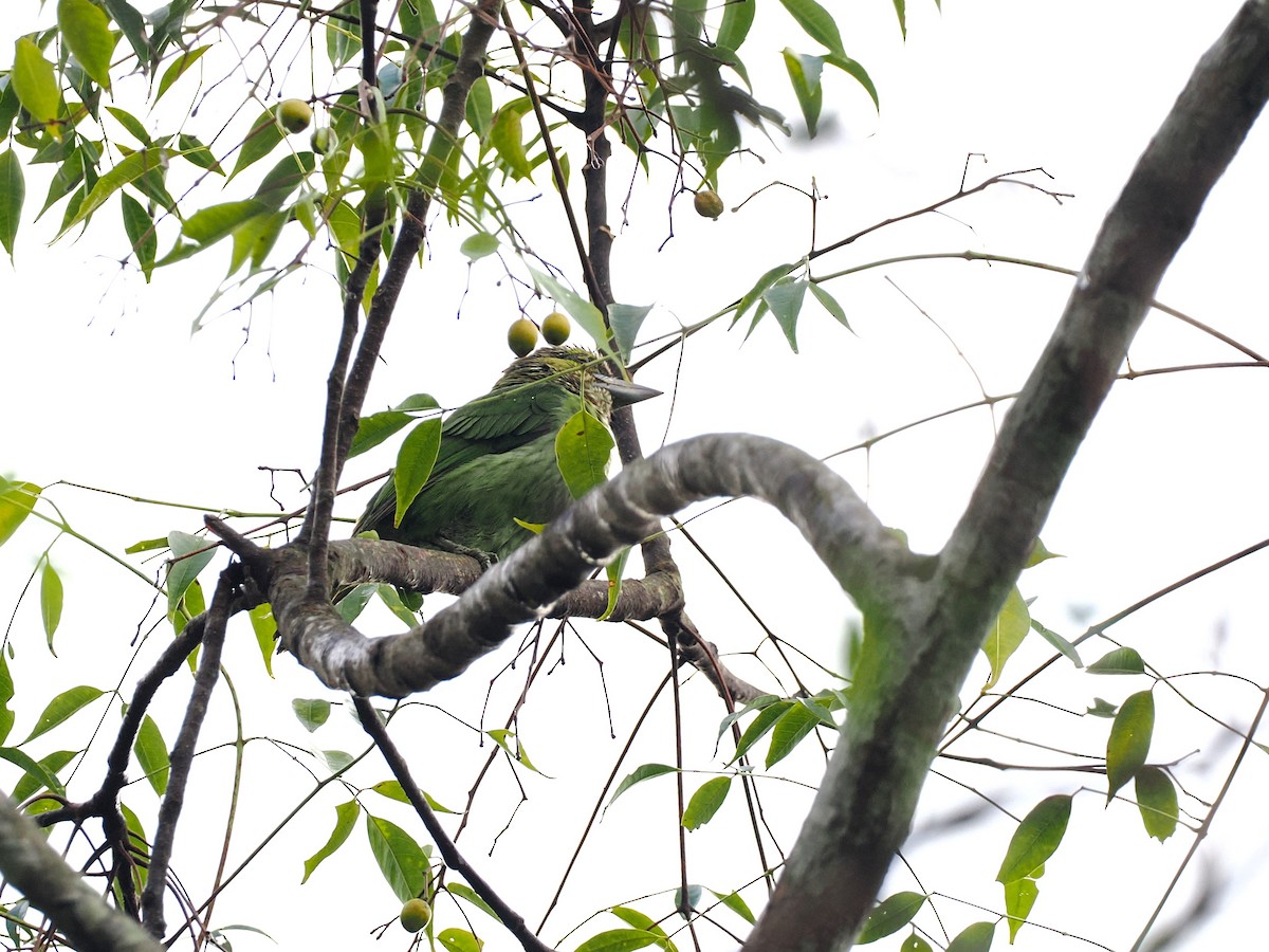 Green-eared Barbet - ML644640914