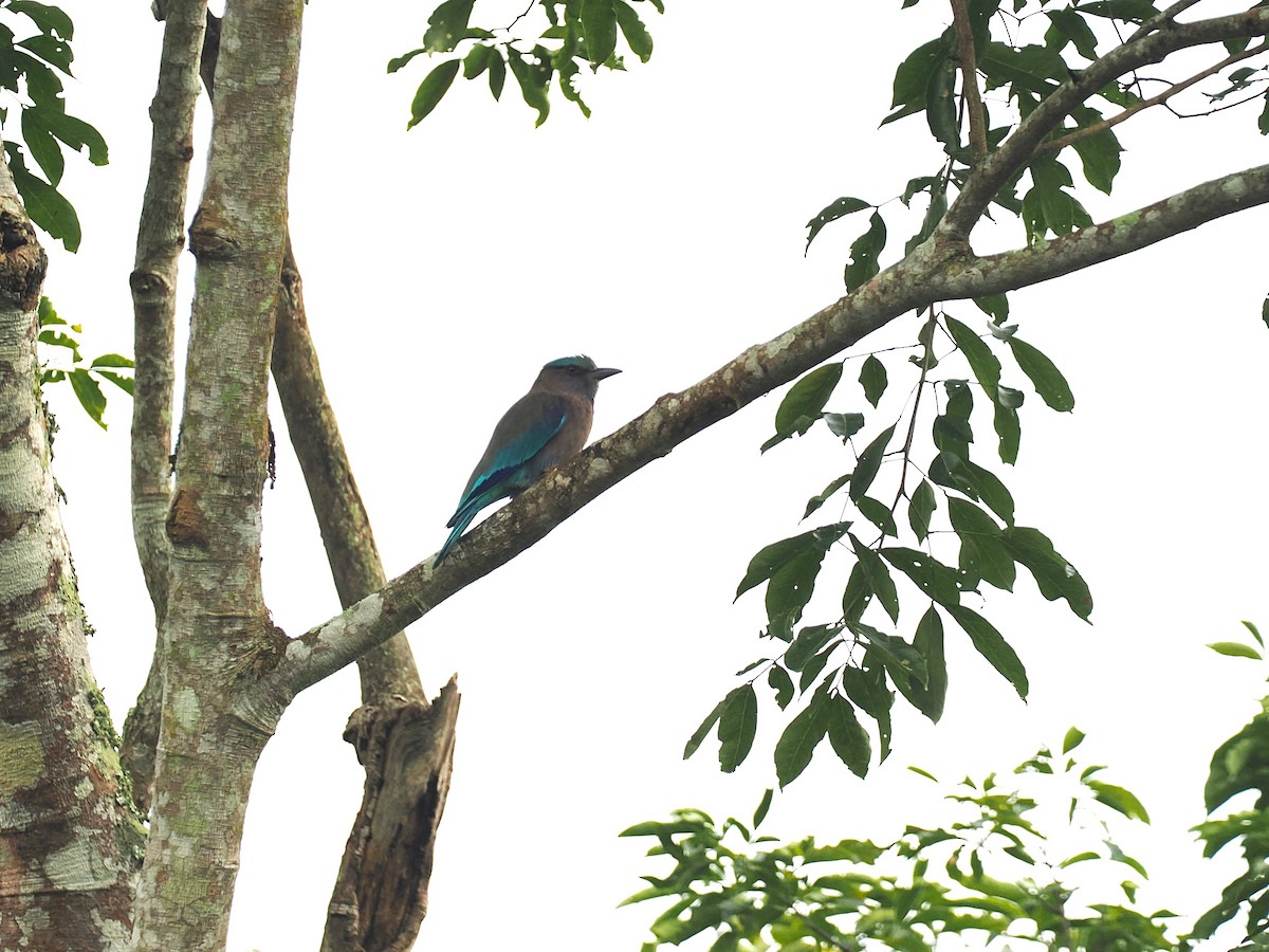 Indochinese Roller - ML644640916