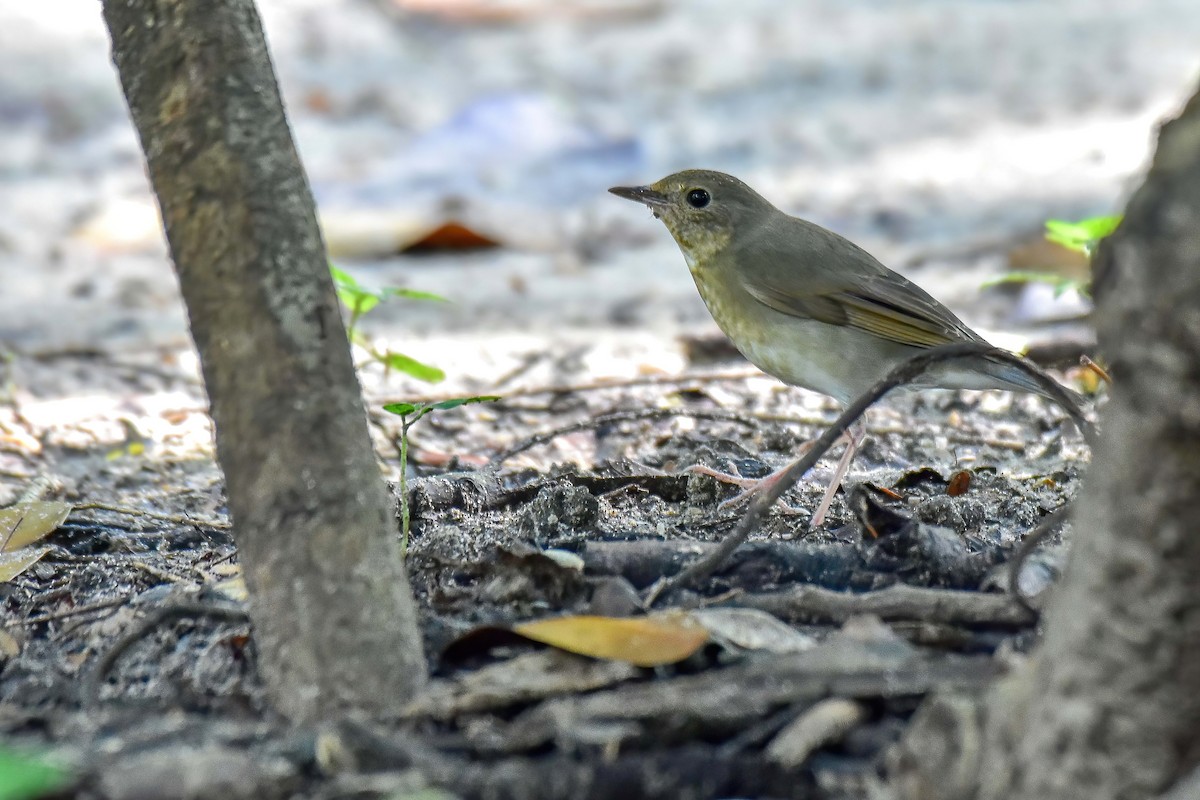 זמיר תכול - ML644640918
