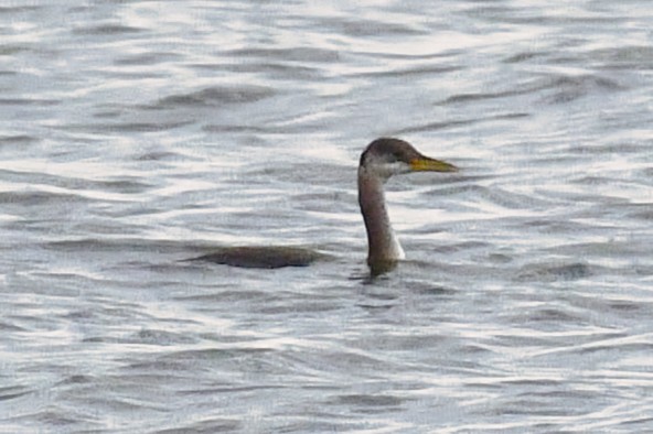 Red-necked Grebe - ML644640921