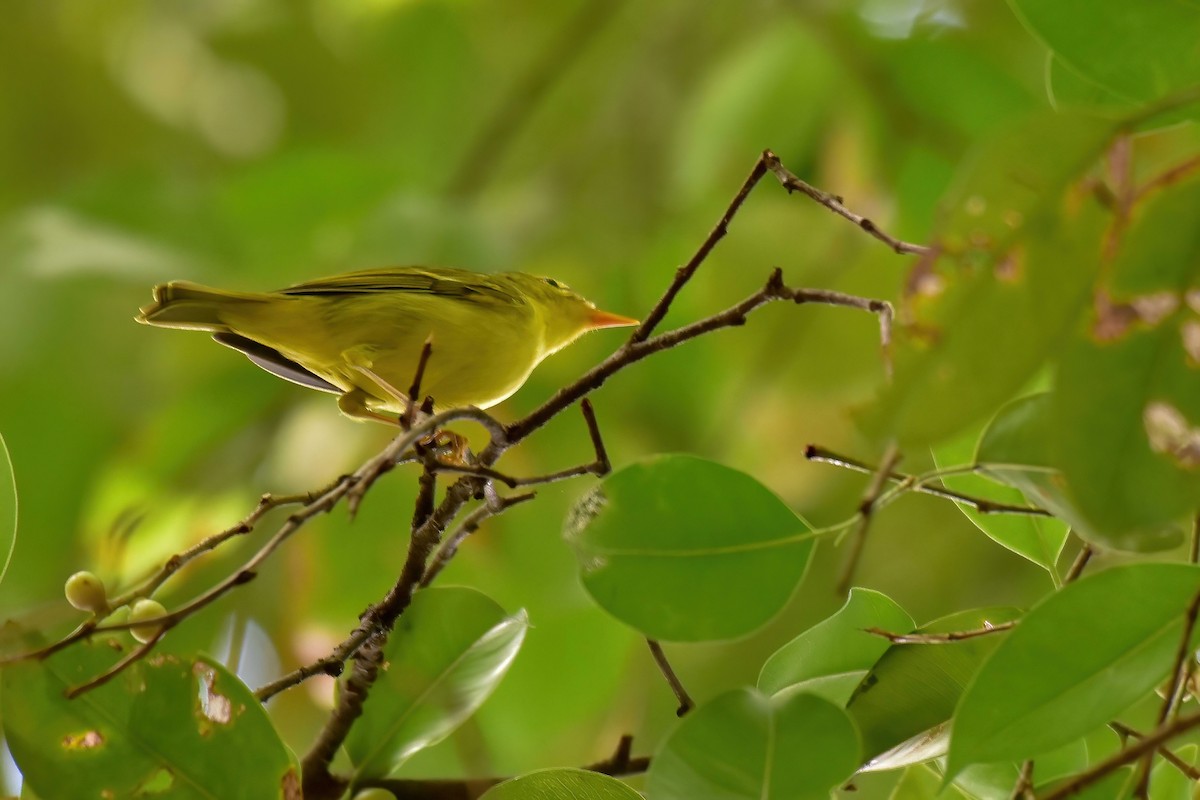Sulphur-breasted Warbler - ML644640923