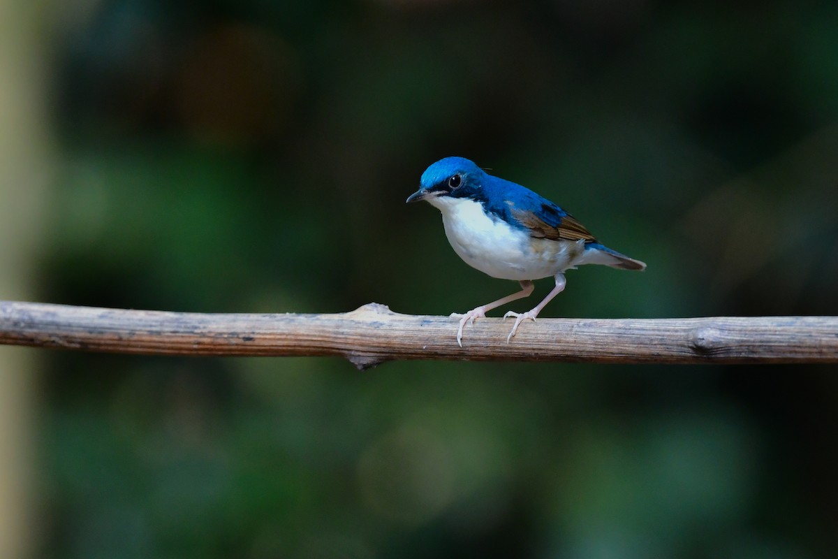 זמיר תכול - ML644640934