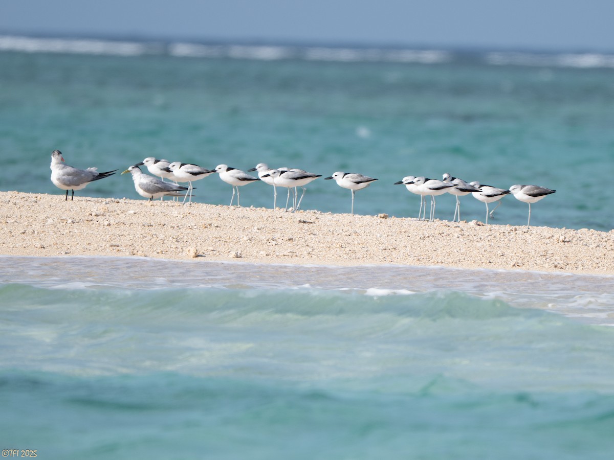 krabbeeter - ML644640935