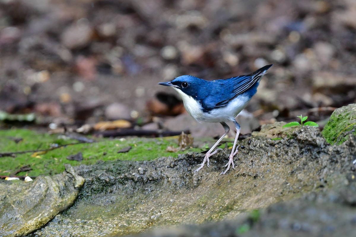 זמיר תכול - ML644640936