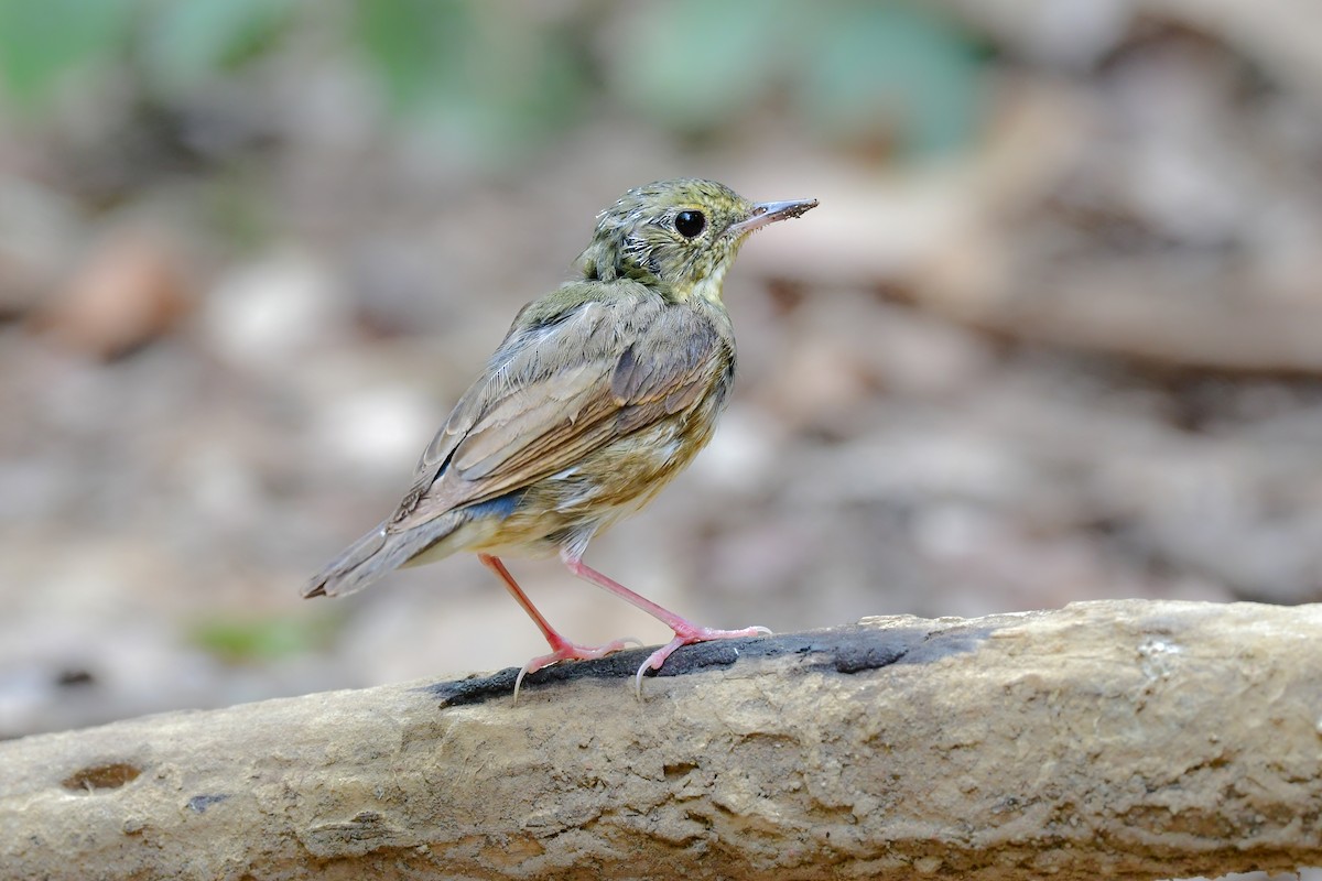 זמיר תכול - ML644640937