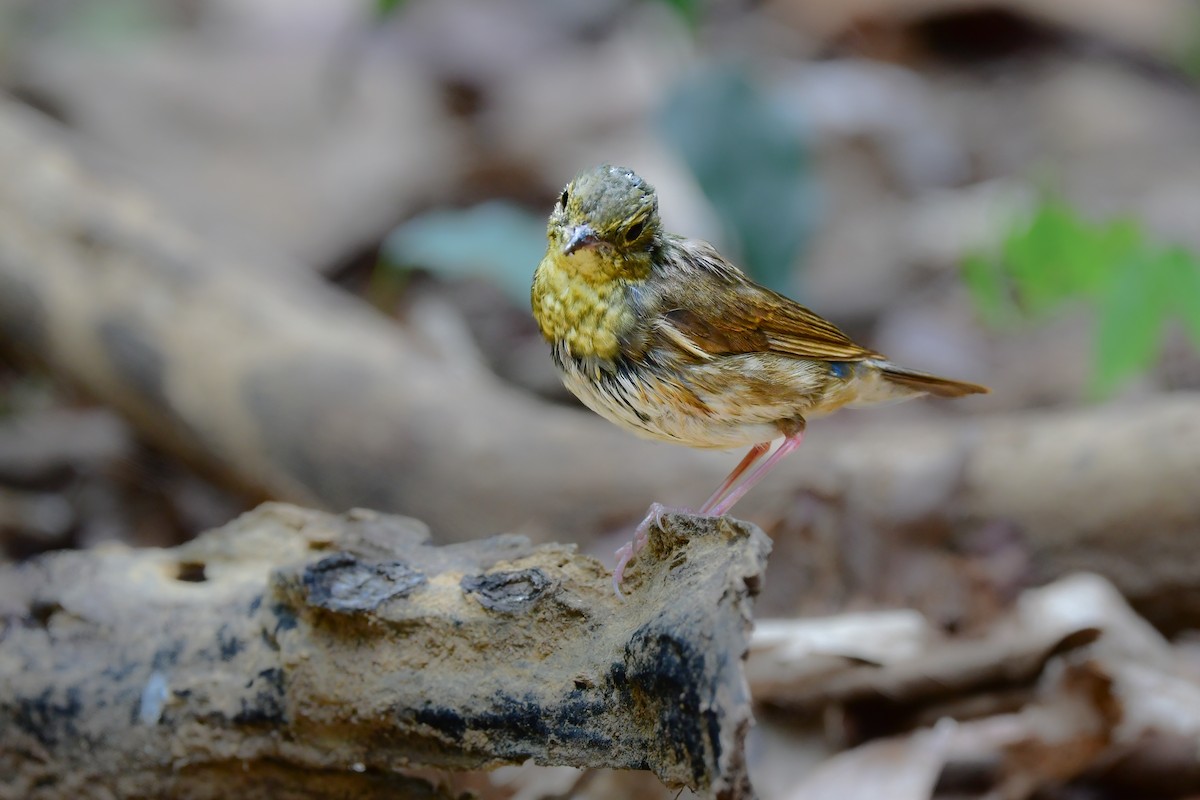 זמיר תכול - ML644640939