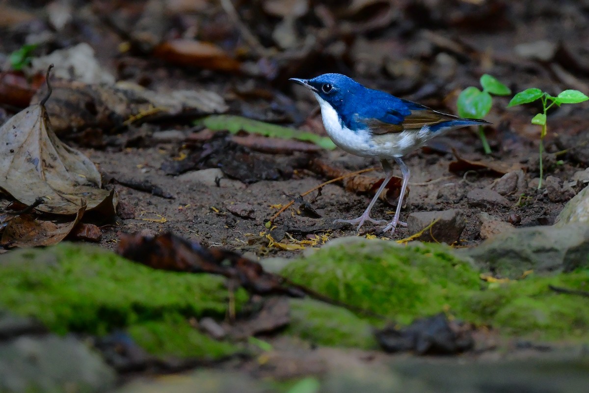 זמיר תכול - ML644640940