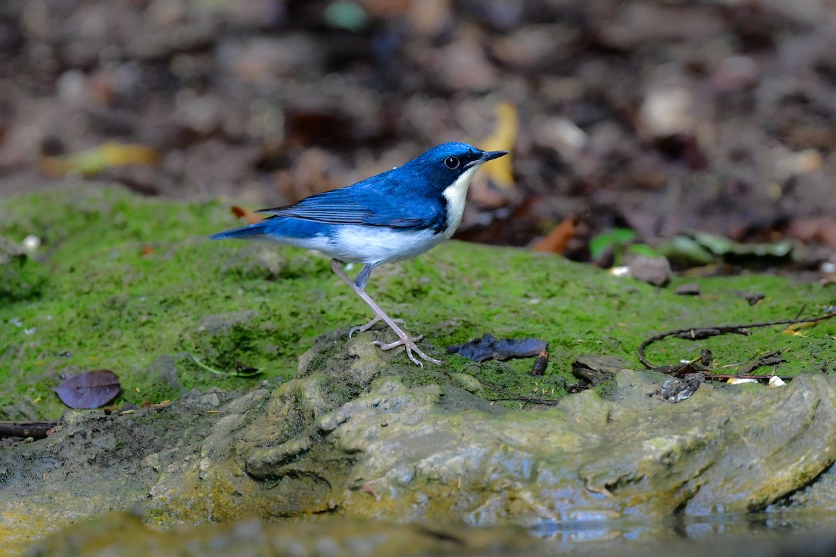 זמיר תכול - ML644640941