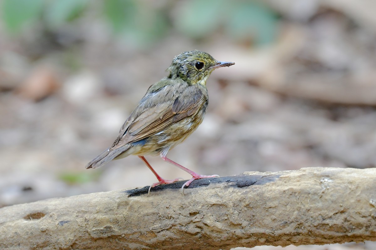זמיר תכול - ML644640942