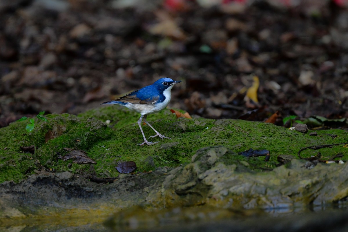 זמיר תכול - ML644640944
