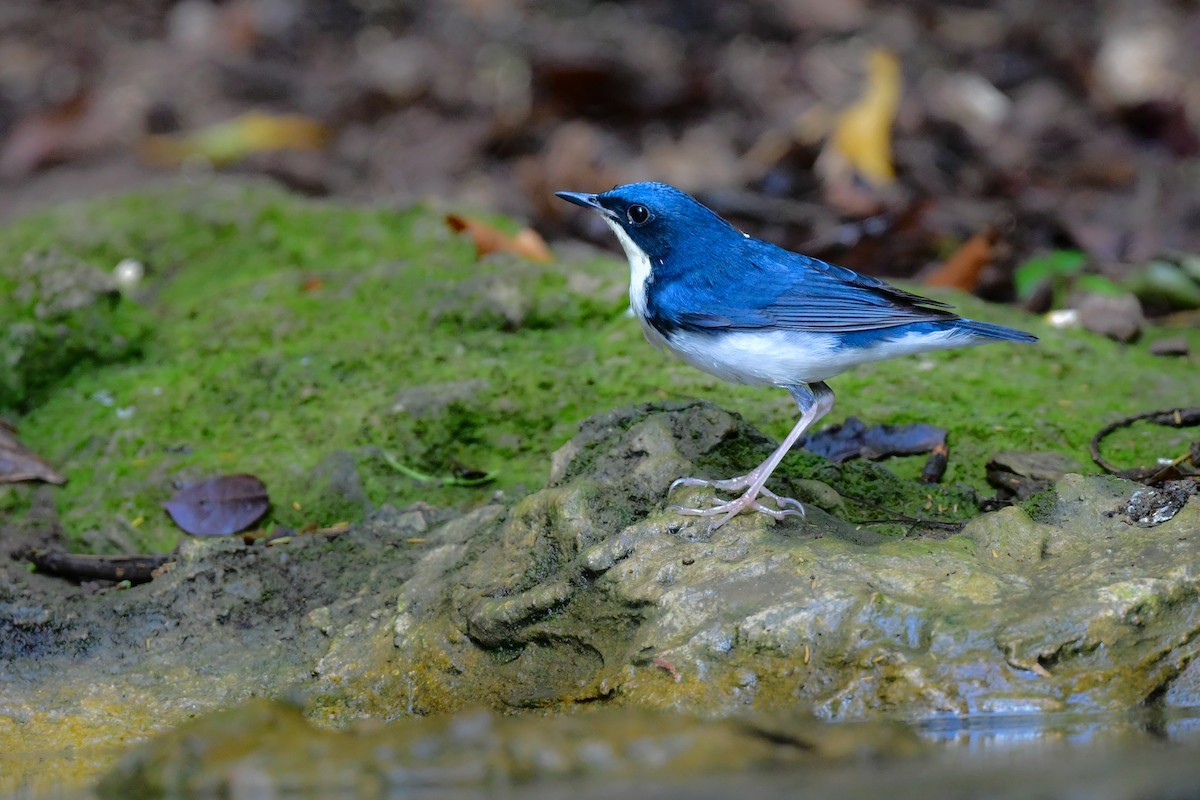 זמיר תכול - ML644640945