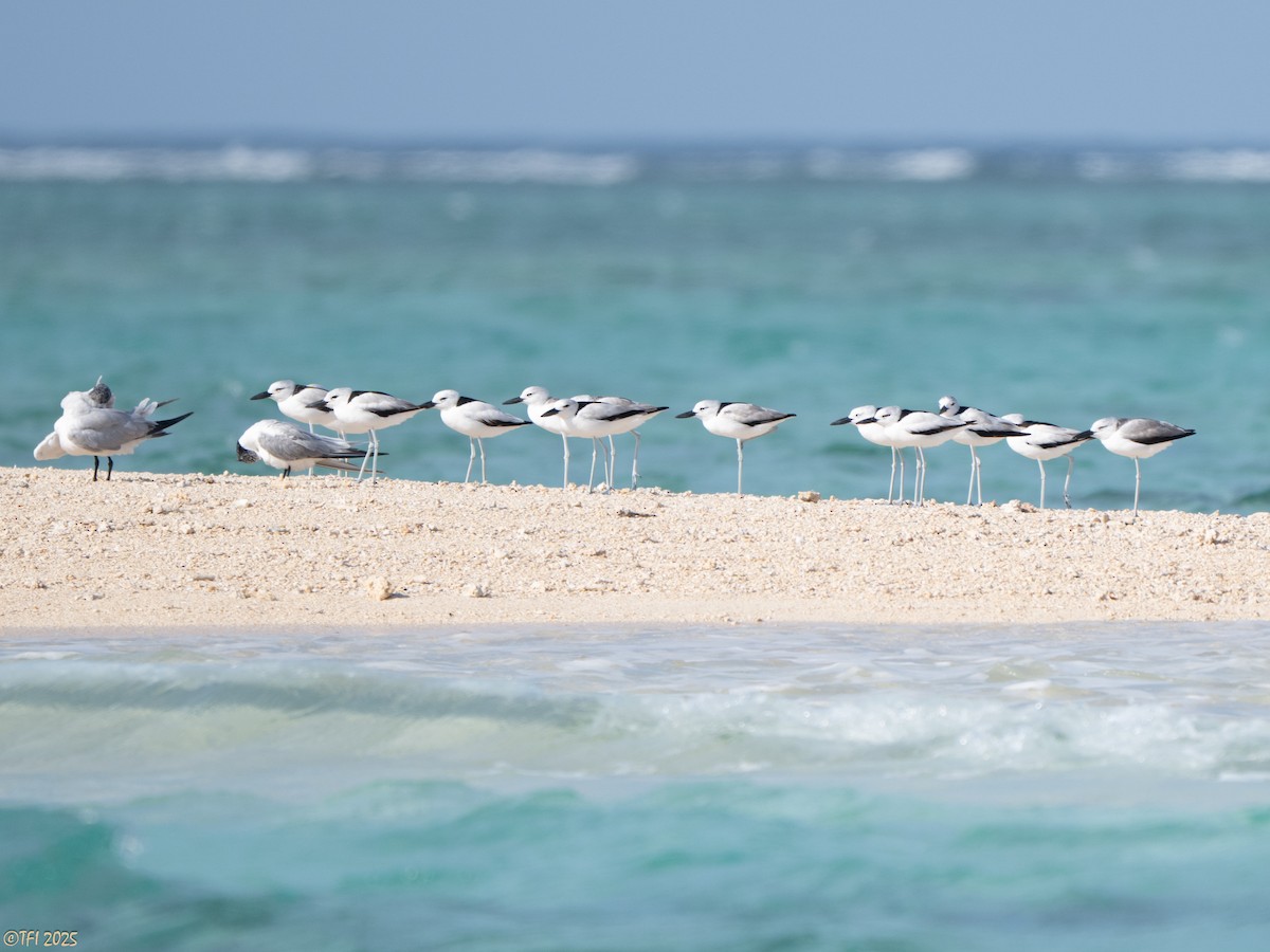 krabbeeter - ML644640946