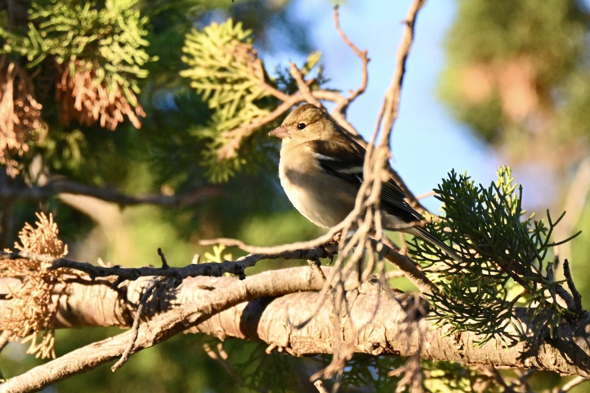 Pinson des arbres - ML644640947