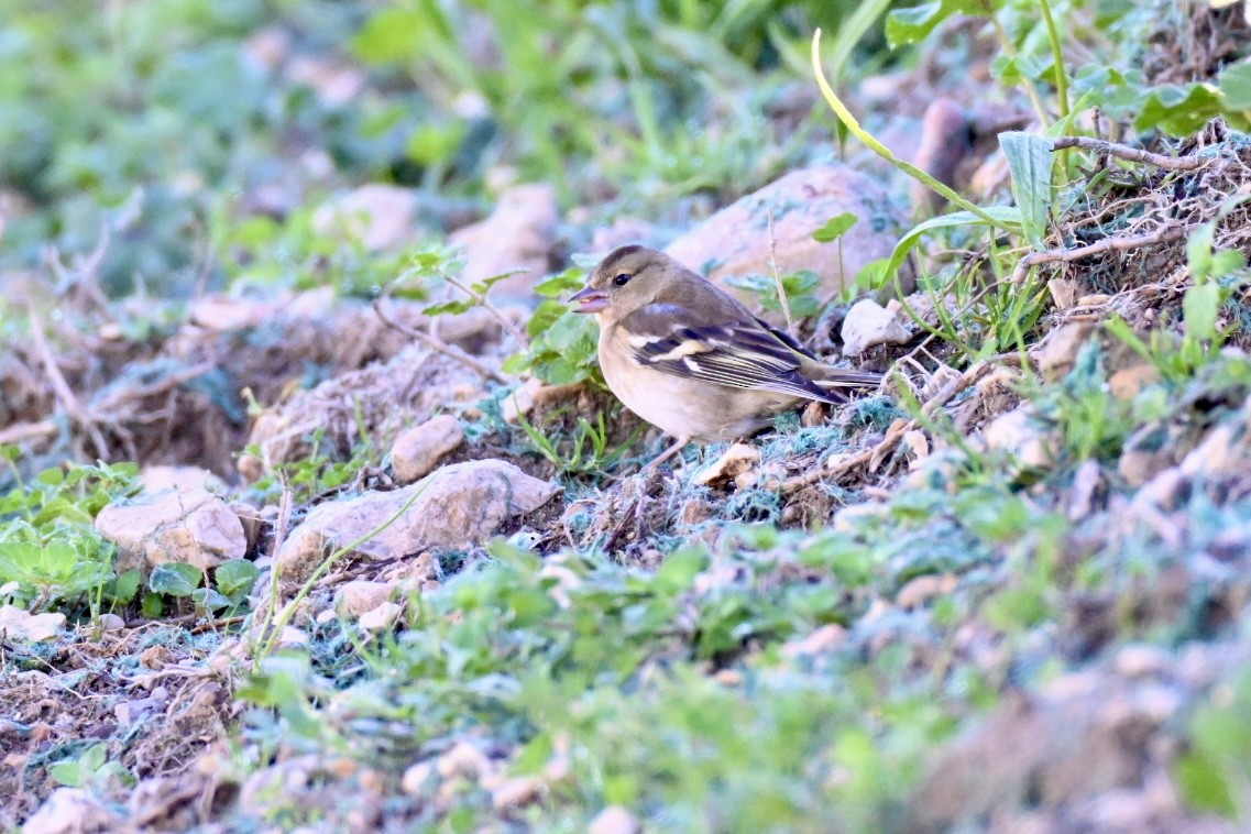 Pinson des arbres - ML644640948