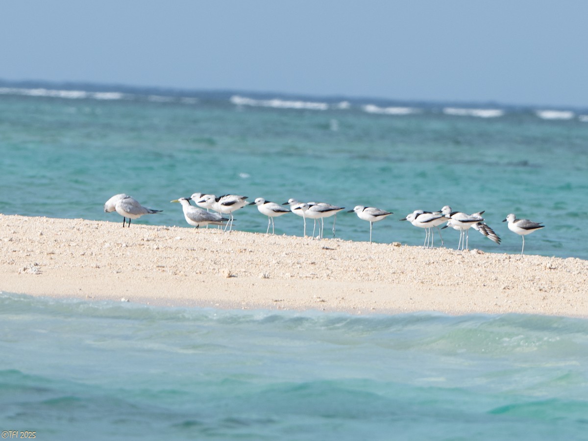 krabbeeter - ML644640951