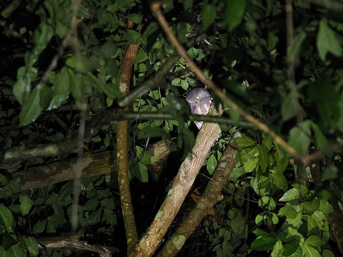 オオスズメフクロウ - ML644640953