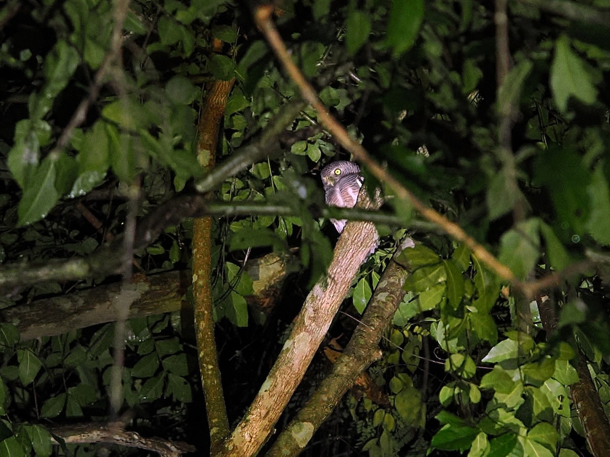 オオスズメフクロウ - ML644640954