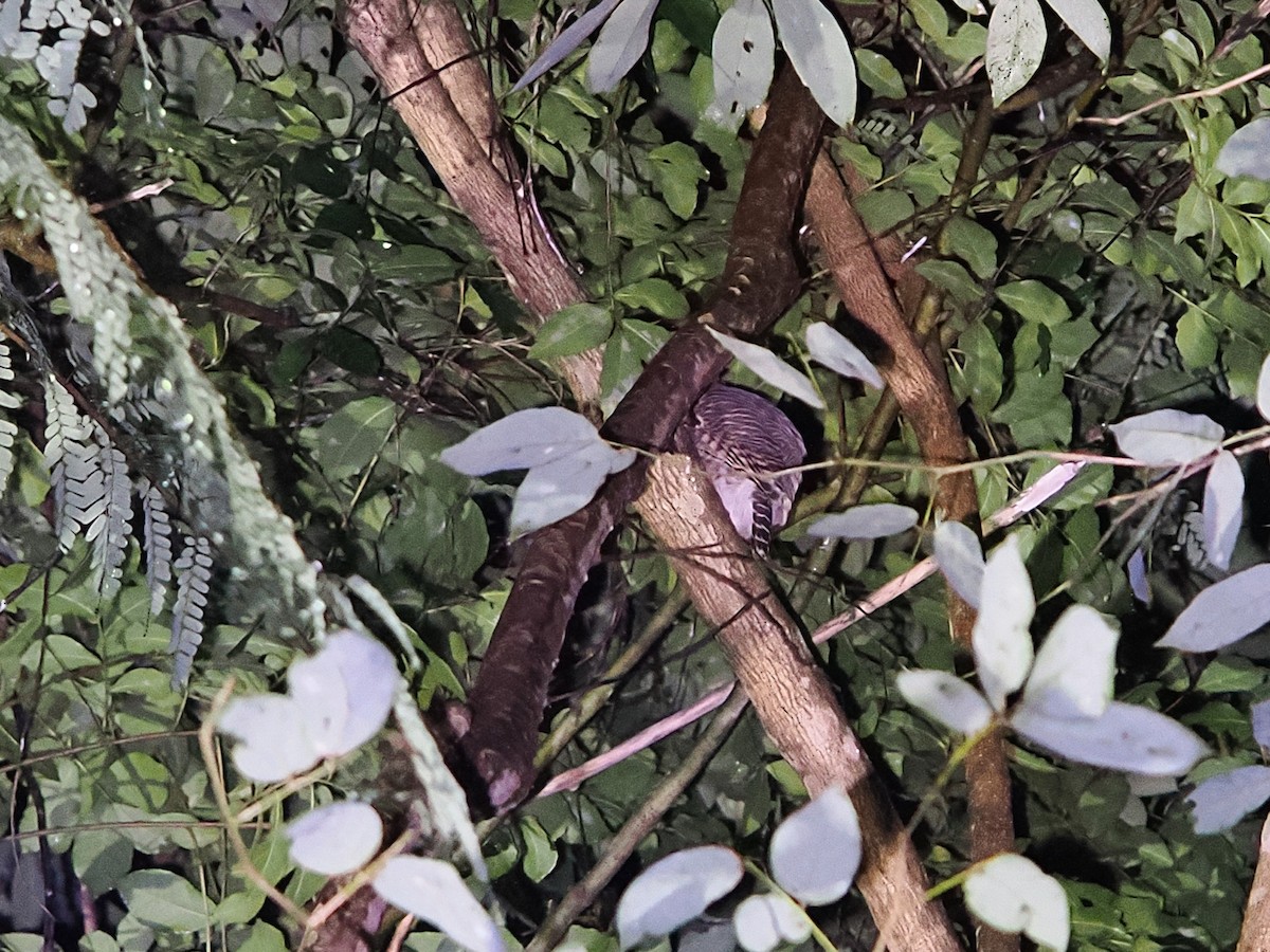 オオスズメフクロウ - ML644640955