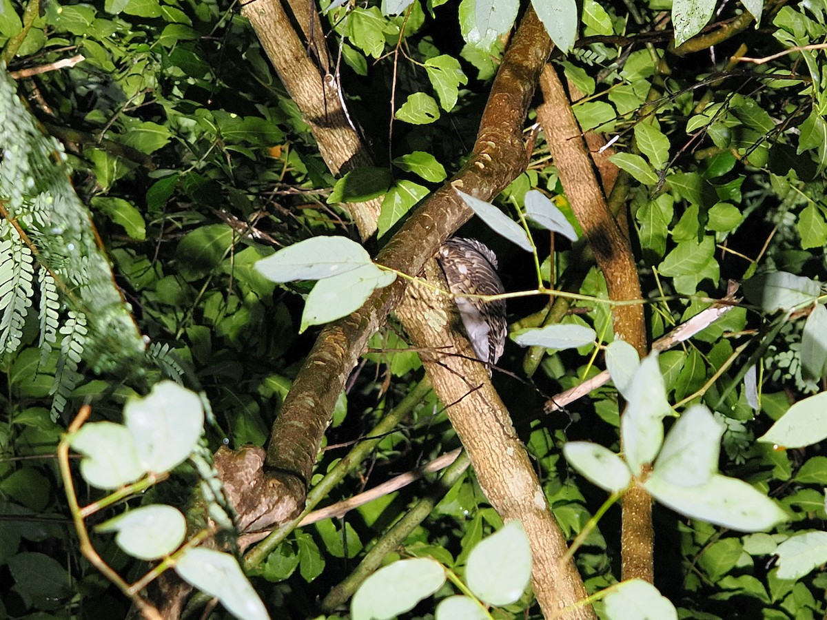 オオスズメフクロウ - ML644640956