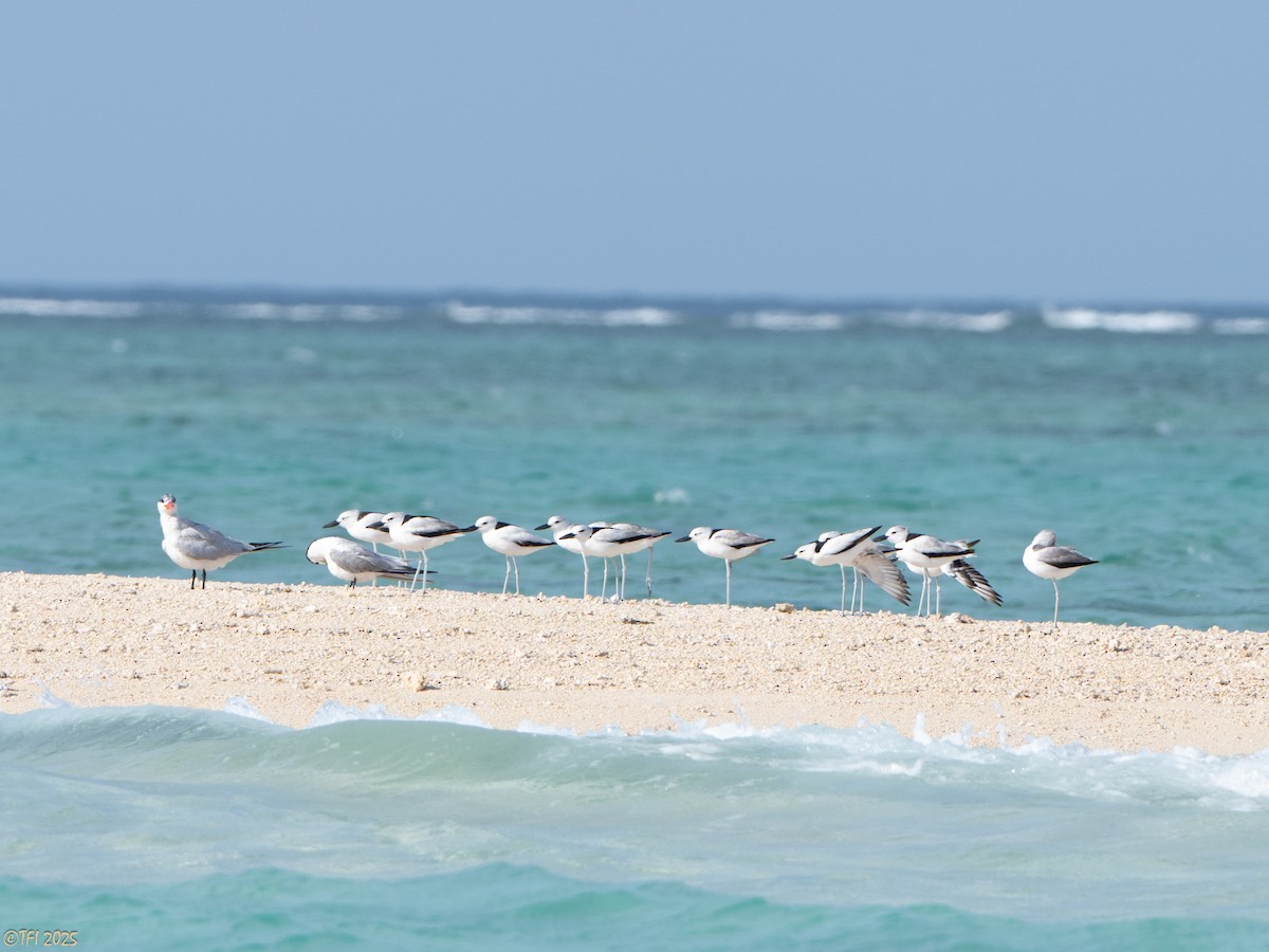 krabbeeter - ML644640958