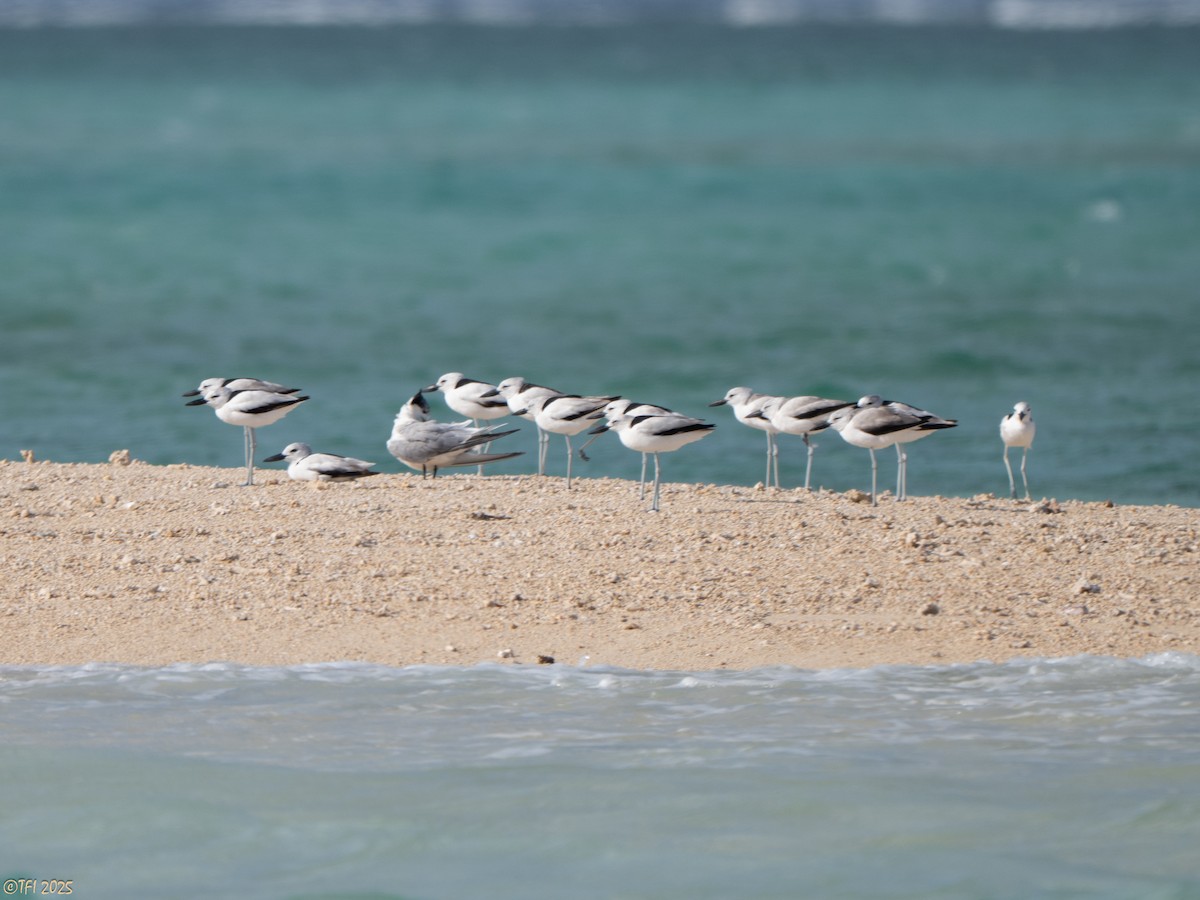 krabbeeter - ML644640962