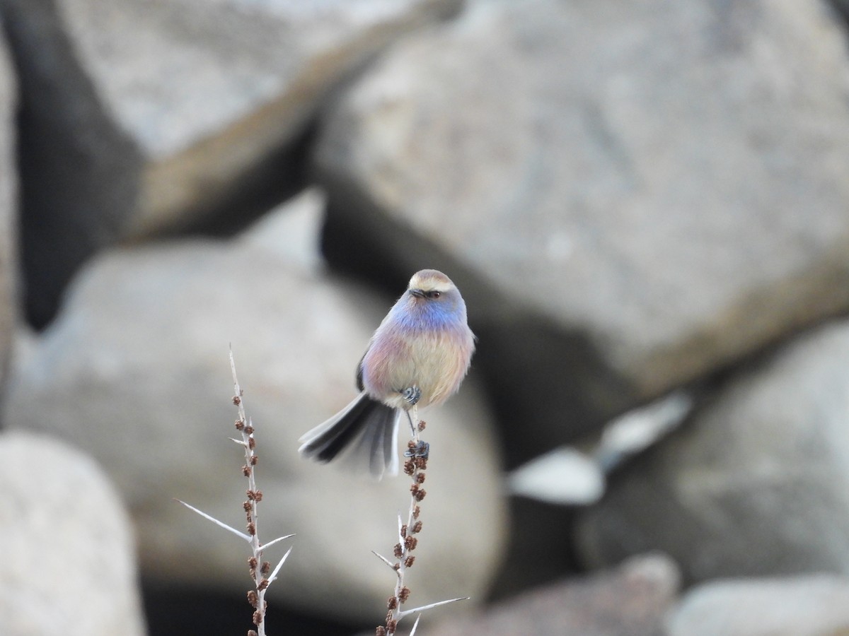 Purpurhähnchen - ML644640967